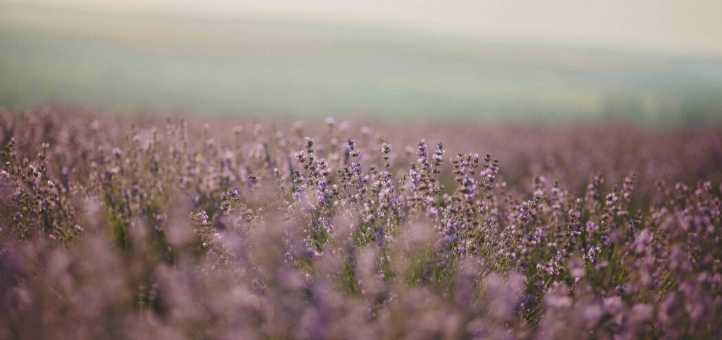 Lavendelblüten im Feld