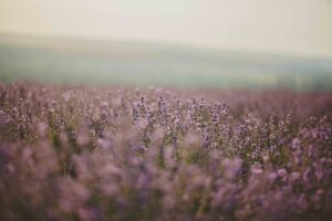 Lavendelblüten im Feld